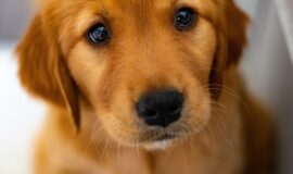 Cute Dog Blogs